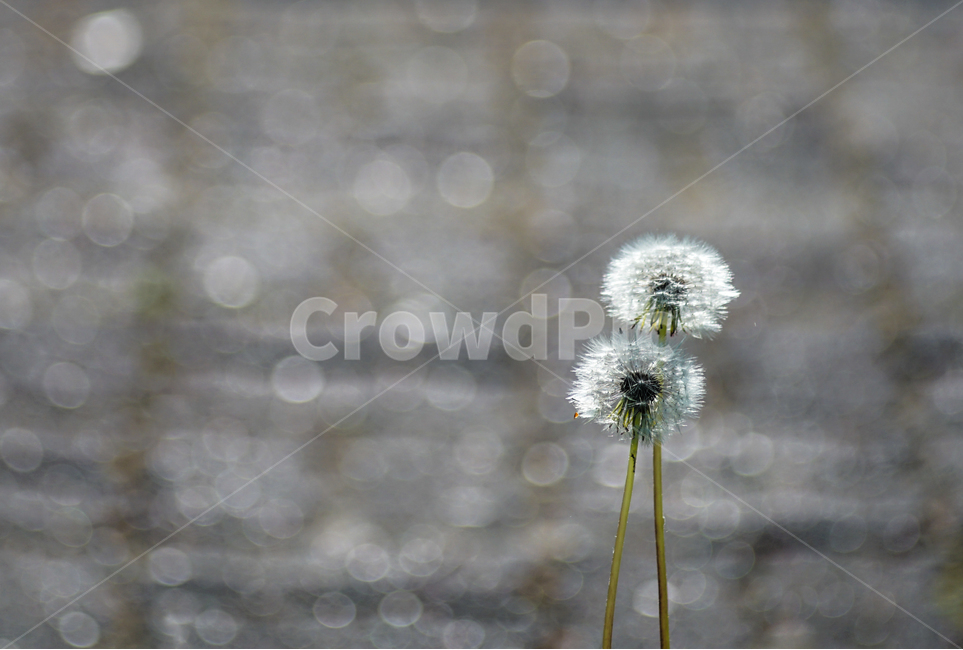 아침,이슬,봄빛,민들레,홀씨,식물,자연,plants,nature