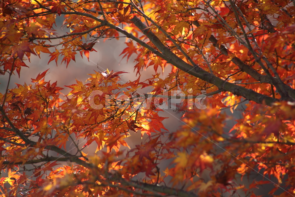 단풍,단풍나무,엽록소,가을,redleaves,가을,계절,fall,autumn,season,식물,자연,plants,nature,plant,leaf,잎,tree,나무,maple