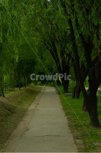 풍경,자연풍경,자연,풍경사진,식물,나무,자연,풍경,nature,landscape,tree,plant,tree trunk,나무 줄기,path,통로