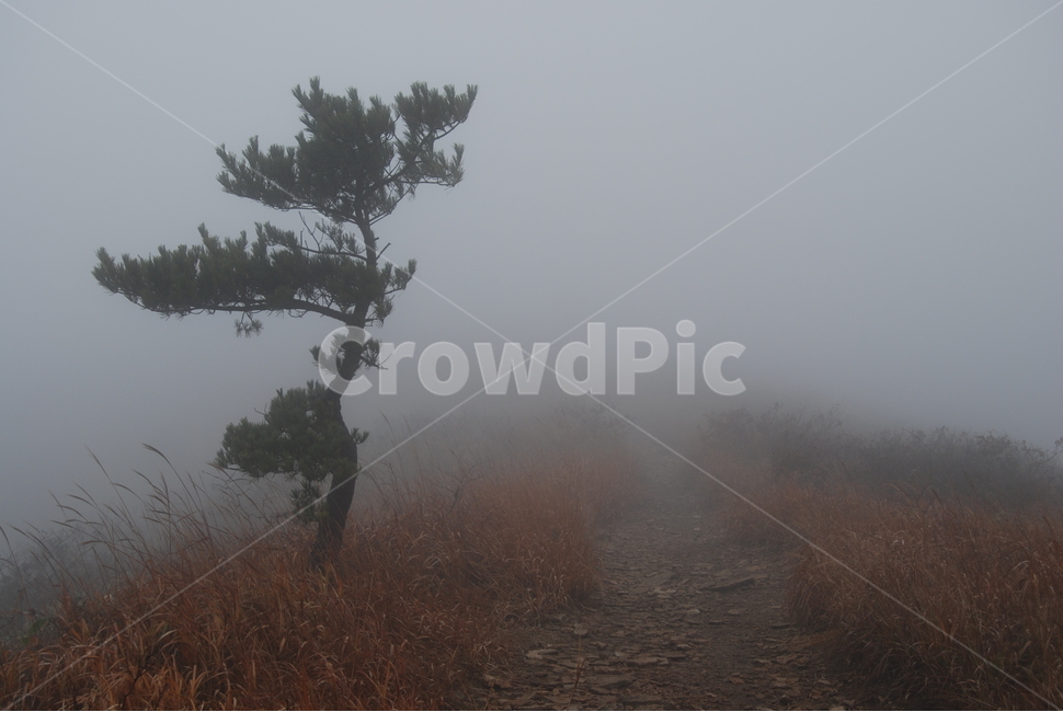 천관산,도립공원,장흥,안개,나무,식물,자연,plants,nature,나무,trees,wood