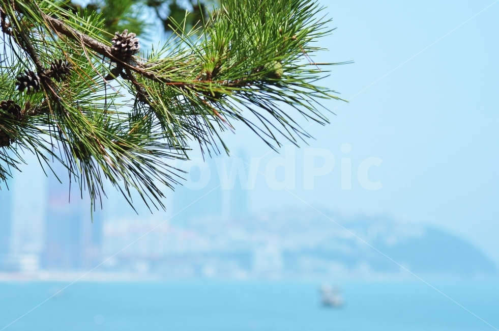 풍경,자연,해운대,소나무,바다,부산,해변,나무,푸른,맑은,식물,자연,plants,nature