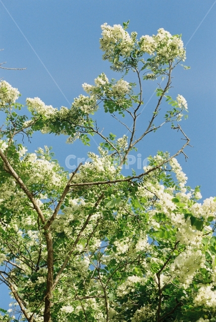 나무,하늘,봄,초록색,꽃,자연,식물,tree,plant,flower,spring,식물,자연,plants,nature,꽃,flower