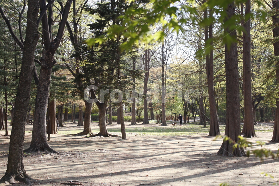 나무,숲,공원,산책,산책로,길,숲길