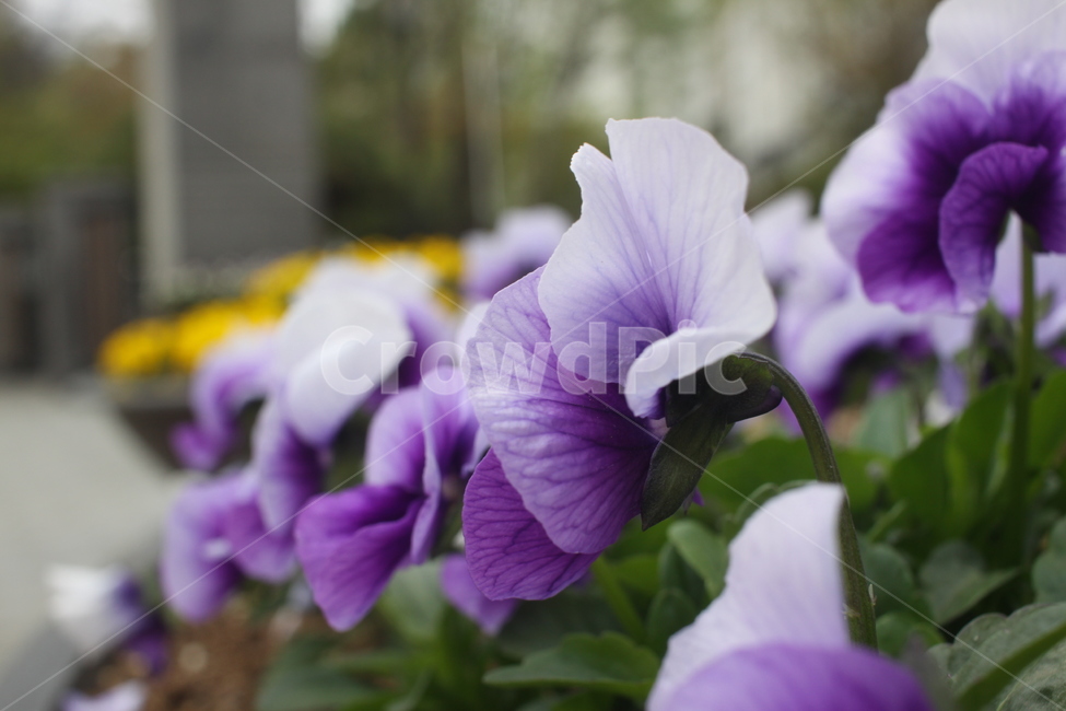 plant,geranium,식물,flower,꽃,식물,자연,plants,nature,꽃,flower