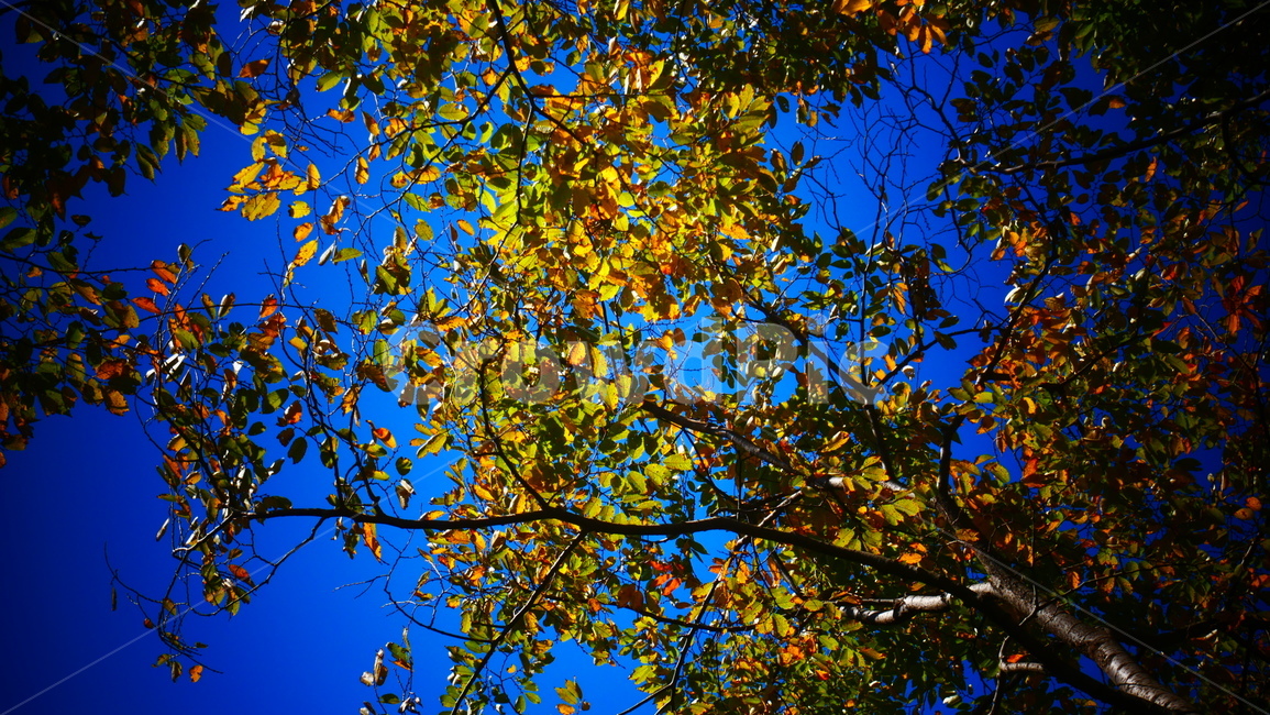 가을,하늘,나무,감성사진,감성,야경,밤,풍경,nightscape,night,landscape,식물,자연,plants,nature,나무,trees,wood,light,빛