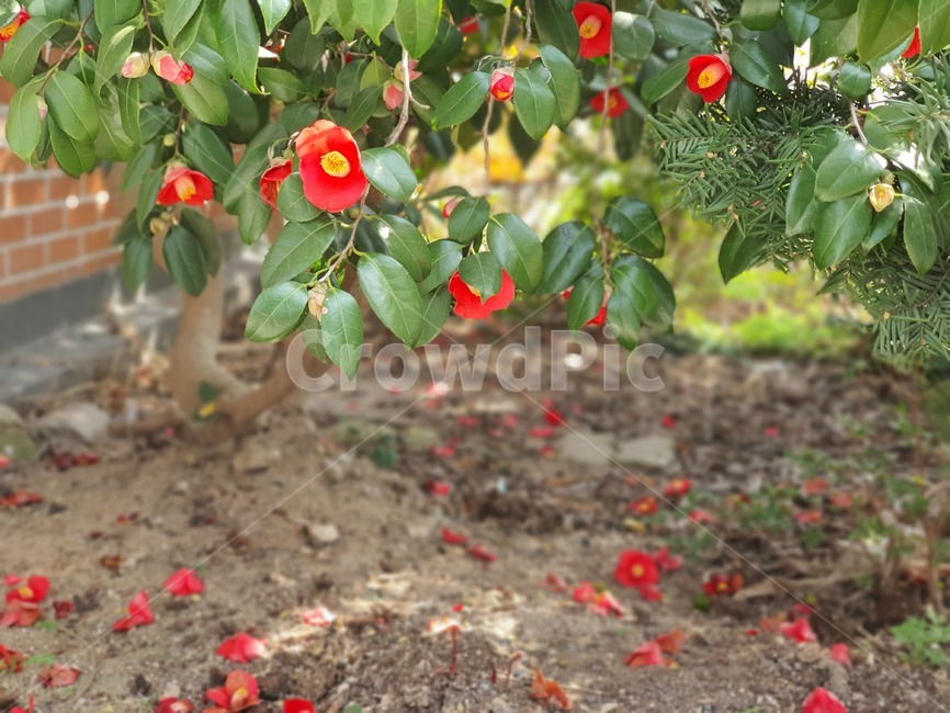 plant,식물,낙화,동백,꽃