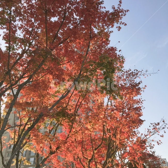 가을,낙엽,나무,감성,단풍