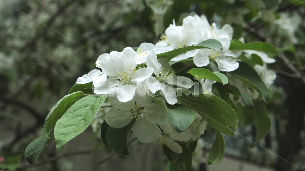 흰꽃,흰색,꽃,야생화,꽃나무,자연,식물,꽃배경,자연물,나무,white,whiteflower,flowers,flowertree,nature,plants,tree,flowerbackground