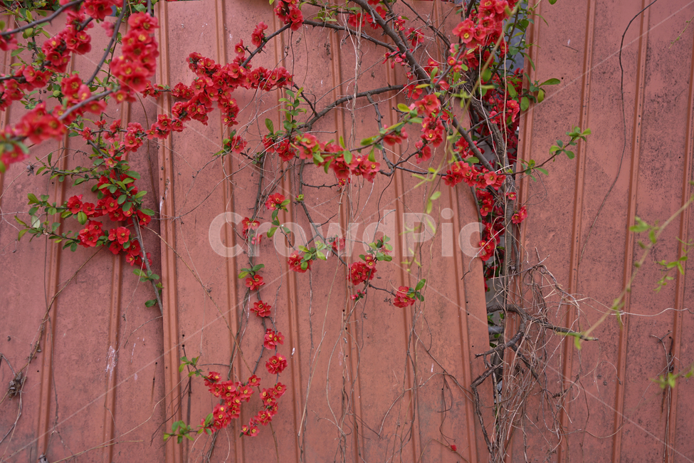 봄,뽐꽃,꽃,계절,식물,감성,자연,야생화,들꽃,식물,자연,plants,nature,꽃,flower