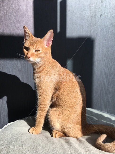 고양이,냥이,꾹꾹이,졸귀탱,고냥이,동물,animal,포유류,mammal,고양이,cat,kitten,kitty