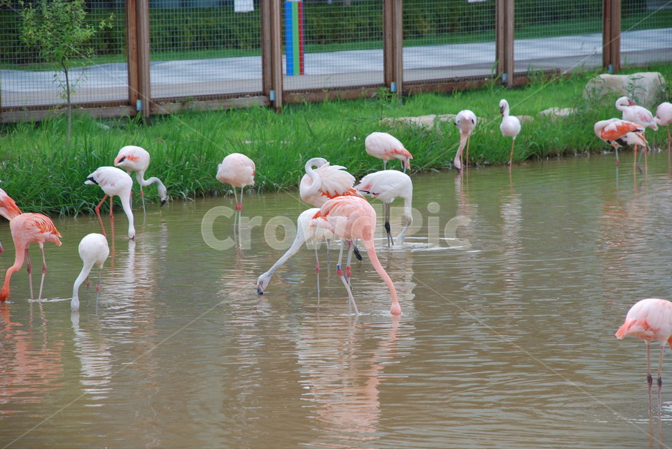 홍학,플라밍고,물새,새,동물,동물,animal,조류,새,birds
