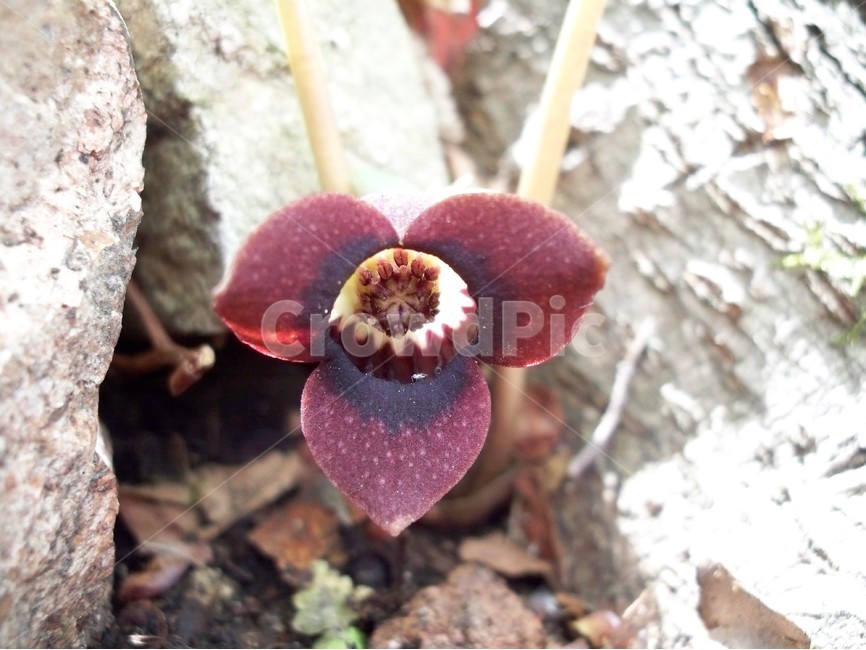 족두리꽃,야생화,flower,자연,식물,식물,자연,plants,nature,꽃,flower