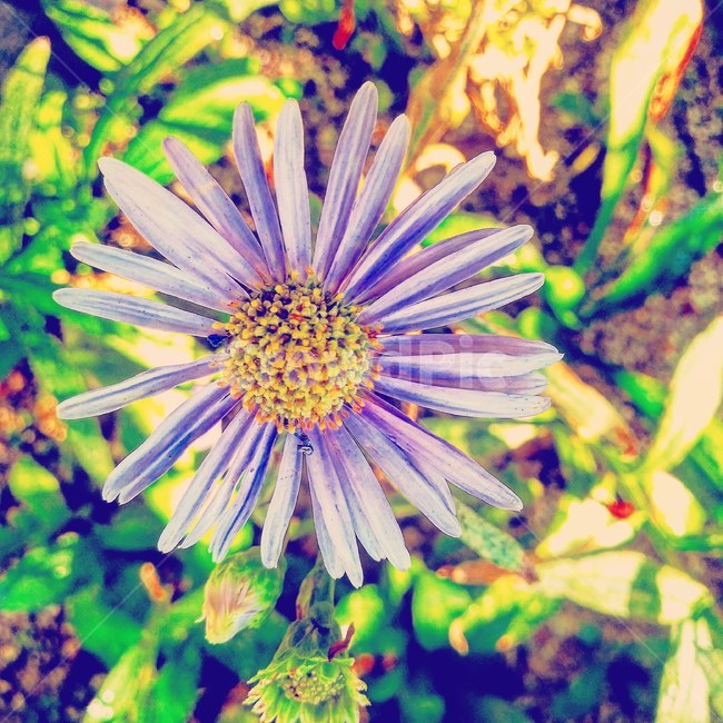 보라색,꽃,자연,감성,멋,식물,자연,plants,nature,꽃,flower