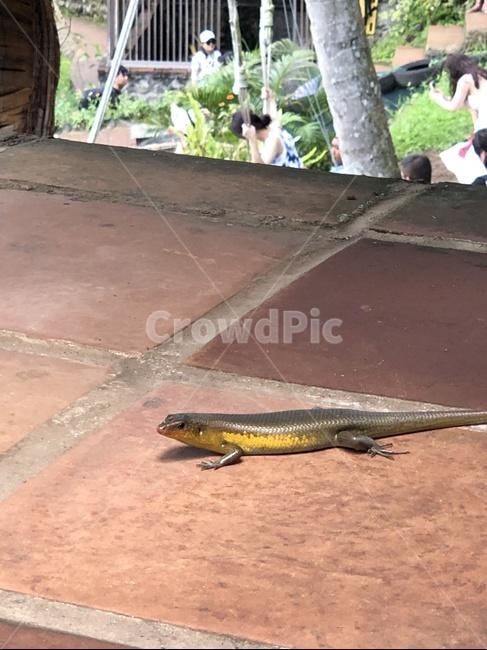 도마뱀,발리,정글,파충류,rezard,동물,animal,파충류,양서류,reptile,amphibian