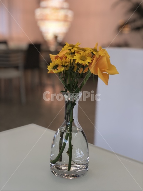 식물,꽃,인물모드,flower,blossom