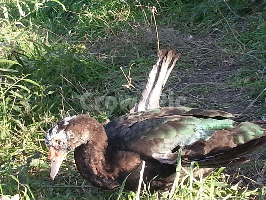 조류,새,동물,bird,animal,자연,부상