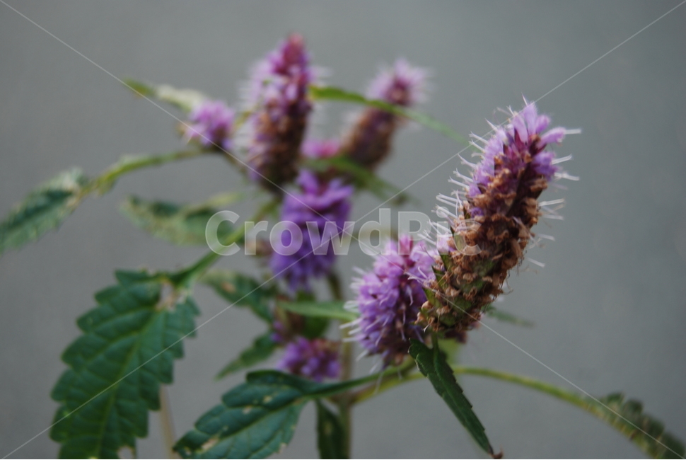 오서산,자연휴양림,보령시,100대명산,들꽃,식물,자연,plants,nature,꽃,flower