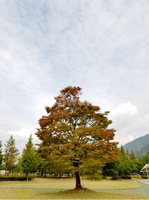 tree,나무,plant,식물,자연,공원,가을,기울어진,자연,풍경,nature,landscape
