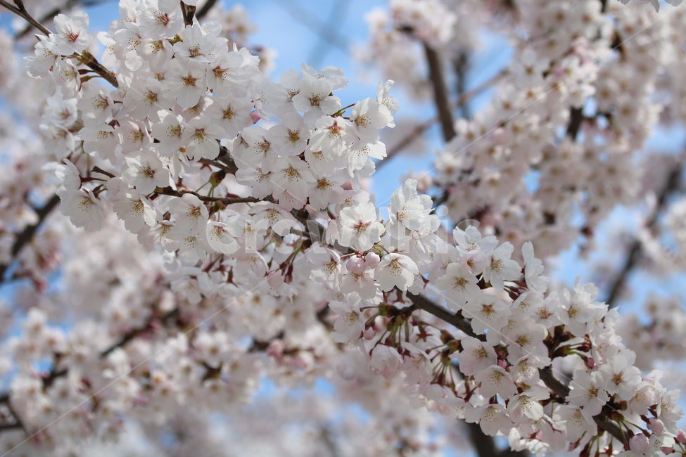 벚꽃,꽃,봄,분홍색,하얀색,갈색,계절,색깔,식물,자연,cherryblossom,pink,brown,white,flower,spring,season,color,plant,nature,봄,계절,spring,season,식물,자연,plants,nature,꽃,flower,blossom