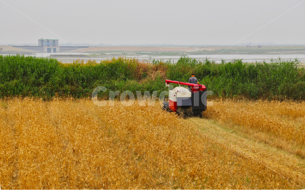 보리,보리수확,콤바인,콤바인보리,콤바인작업,시골,마을,풍경,landscape,country,rural,town,산업,industry,industrial,농업,농사,agriculture,farming,farming industry