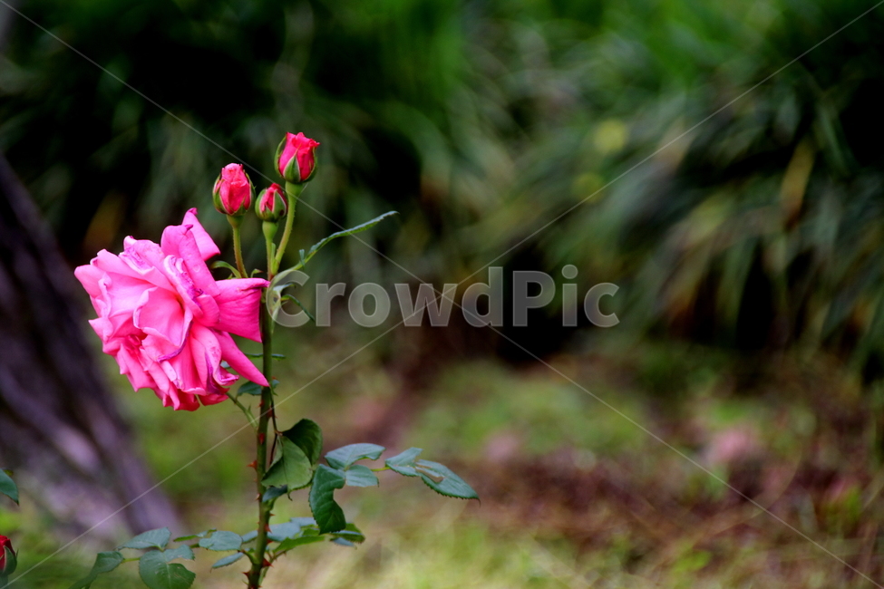 꽃,자연,식물,봄,장미꽃,식물,자연,plants,nature,꽃,flower