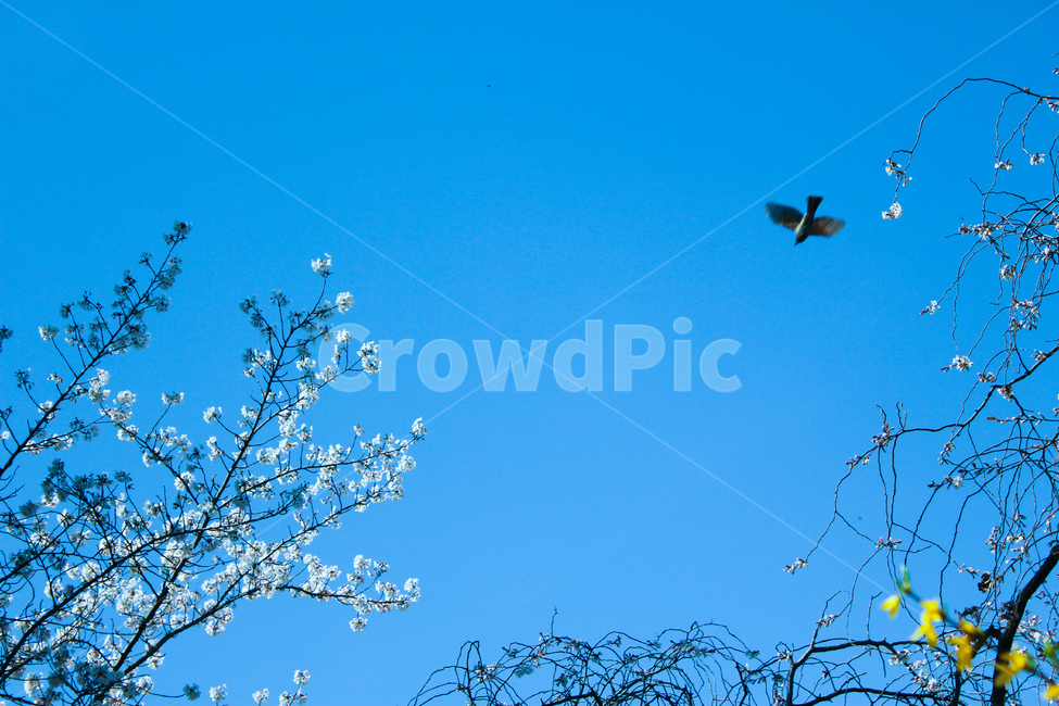 sky,하늘,bird,새,fly,spring,봄,꽃,flower,나무,trees,wood,조류,새,birds