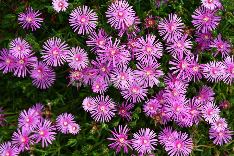 꽃,식물,자연,분홍,퍼플,식물,자연,plants,nature,꽃,flower