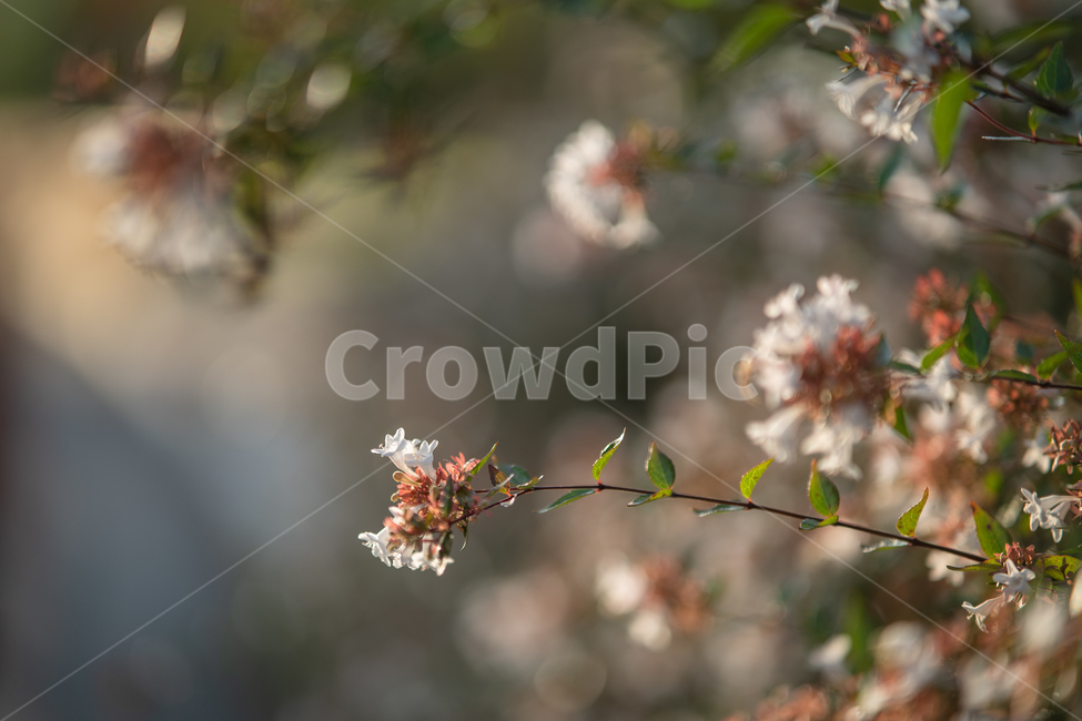 식물,plant,botanical,nature,자연,식물,자연,plants,nature,꽃,flower