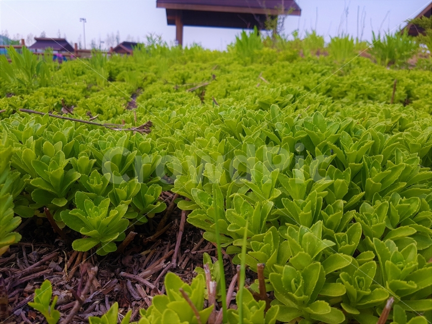 풍경,자연,녹색,풀,근접사진,공원,생태공원,초록색,푸름,식물,식물,자연,plants,nature