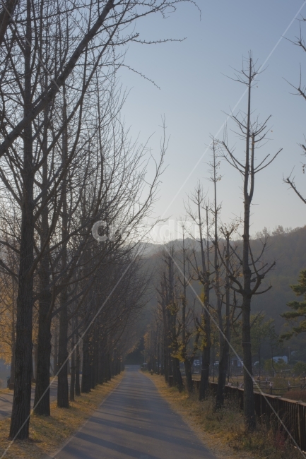 자연,은행나무,풍경,길,여행,하늘,산,거리,스냅사진,감성,가을,계절,fall,autumn,season,자연,풍경,nature,landscape,한국자연풍경,한국자연경관,korea nature landscape,식물,plants,나무,trees,wood,plant,tree