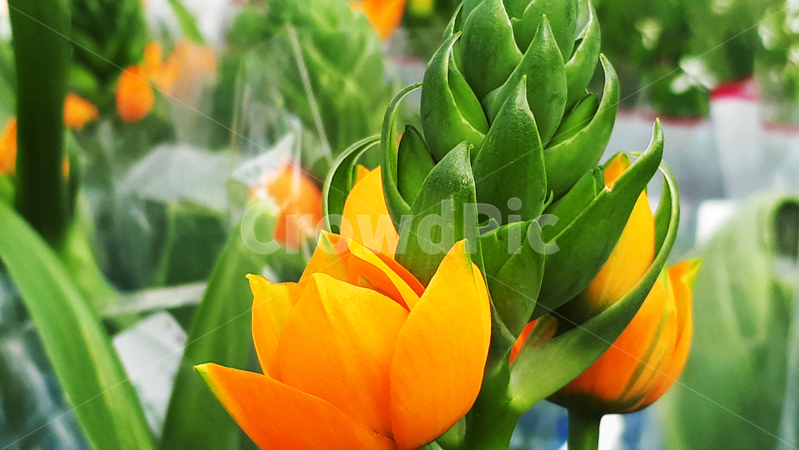 베들레햄,꽃,plant,식물,봄,flower,blossom,식물,자연,plants,nature,꽃,flower
