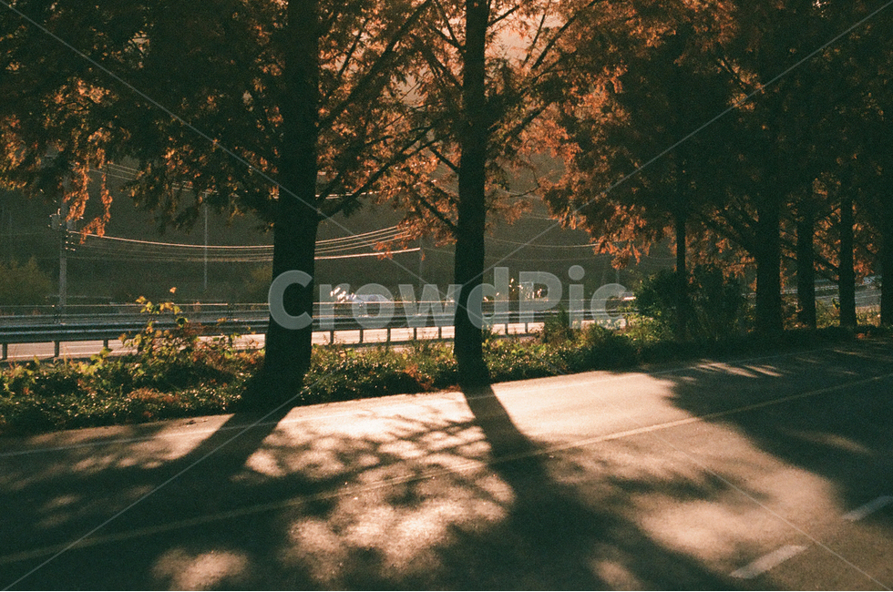 메타세콰이어,노을,석양,감성,따뜻함,담양,메타세콰이어나무,sunset,film,filmphotography,필름사진,감성사진,스냅,스냅사진,여행,travel,snap,가을,계절,fall,autumn,season,자연,풍경,nature,landscape,한국자연풍경,한국자연경관,korea nature landscape,감성,sensible,feeling,plant,식물,tree,나무
