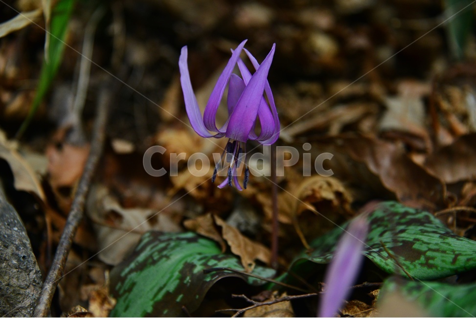 plant,식물,blossom,flower,꽃,얼레지,얼레지꽃,보라색,보라색꽃,봄꽃,봄,계절,식물,자연,plants,nature,꽃,flower