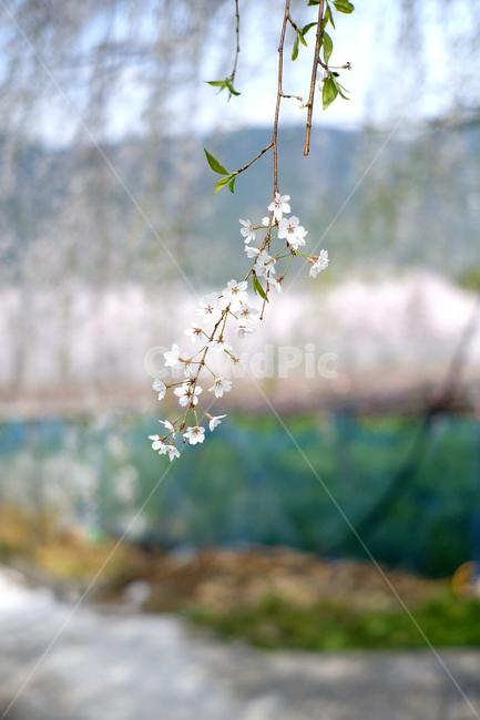 벚꽃,수양버들벚꽃,수양벚꽃,봄꽃,버들벚꽃,식물,꽃,flower,plant