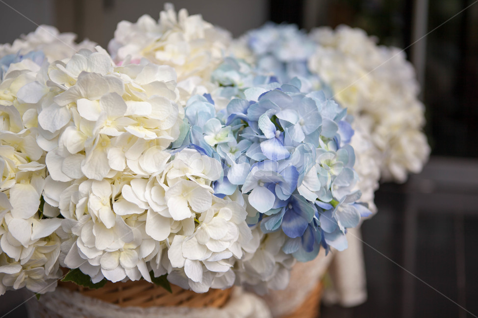 꽃,수국,이쁜꽃,결혼식,꽃다발,꽃,flower