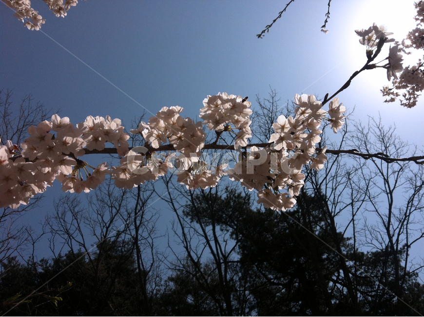 벗꽃,가지,나무,해,봄,하얀꽃,flower,tree,spring,식물,자연,plants,nature,꽃,flower