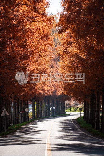 road,path,tree,street tree,street tree lined road,metasequoia,metasequoia,plant,fall,maple,light,milestone,sign,quiet,sunlight,afternoon