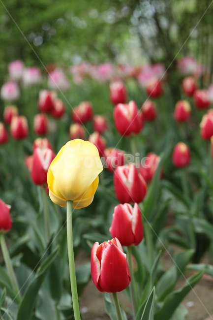 꽃,튤립,꽃밭,봄,계절,색깔,공원,자연,flowers,tulips,spring,season,park,colors,colorful,field,nature,봄,계절,spring,season,식물,자연,plants,nature,꽃,flower,plant,blossom