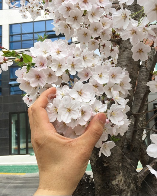컨셉,봄,나무,가지,벚꽃,손,봄,계절,spring,season,식물,자연,plants,nature,꽃,flower,plant,blossom