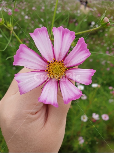 화분,plant,식물,코스모스,가을,식물,자연,plants,nature