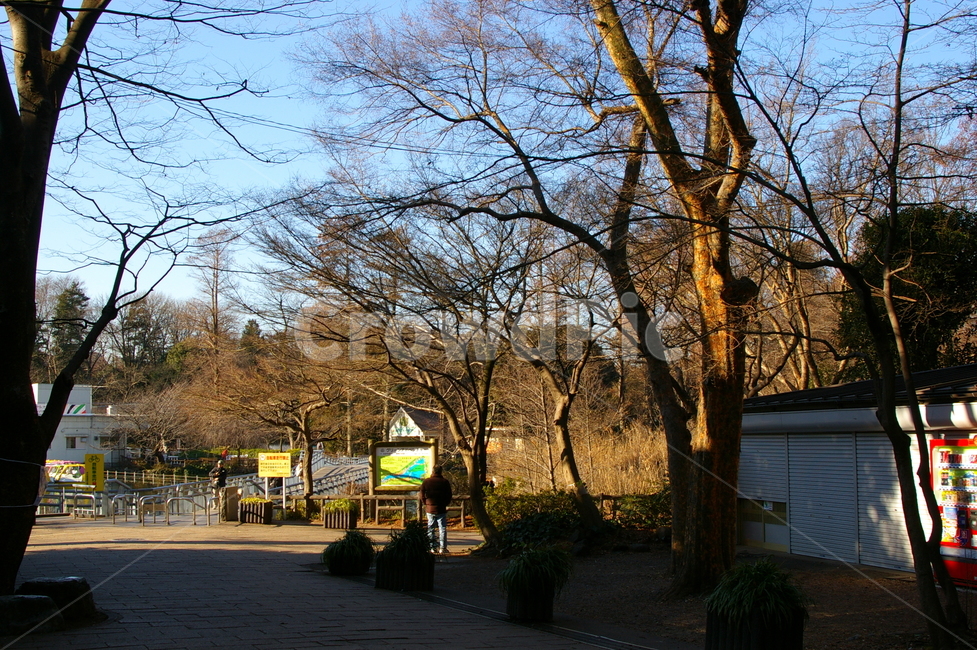 일본,도쿄,공원,풍경,야외,tree,나무,plant,식물