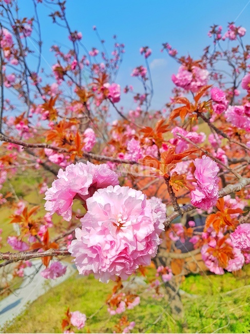 plant,식물,flower,꽃,blossom,벚꽃,봄,꽃,flower,나무,trees,wood