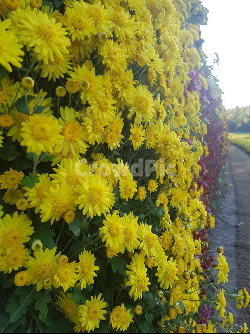 국화,감국,황국,가을,꽃,flower,식물,자연,plants,nature,꽃,flower