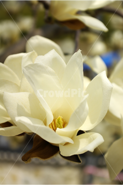 목련,목련나무,식물,꽃,하얀꽃,꽃봉오리,봄,flower,spring,봄,계절,spring,season,식물,자연,plants,nature,꽃,flower,plant,rose,장미,blossom