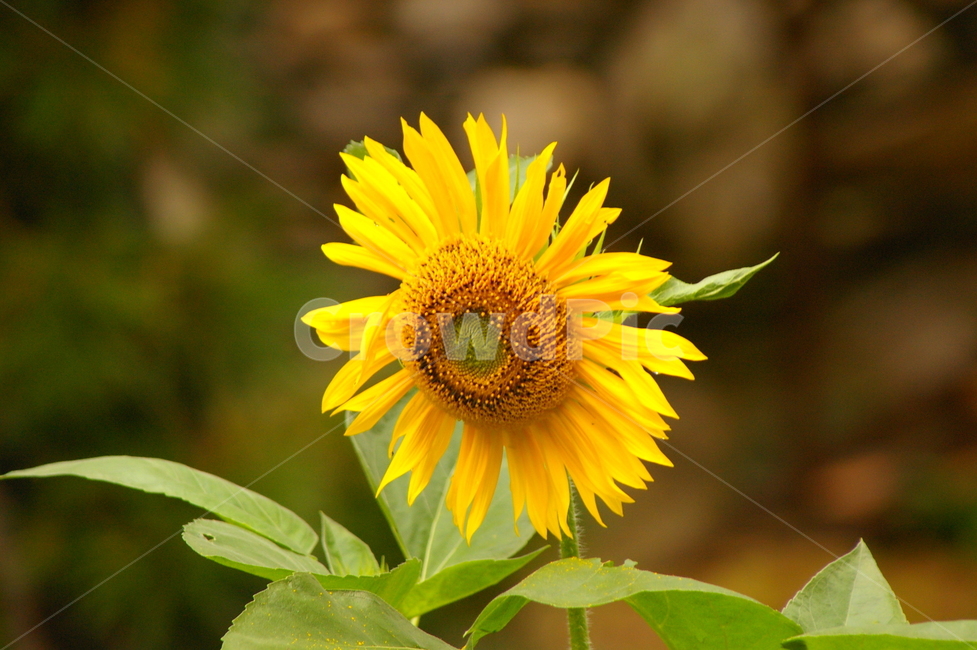 초록,잎,잎사귀,plant,식물,blossom,꽃,flower,해바라기