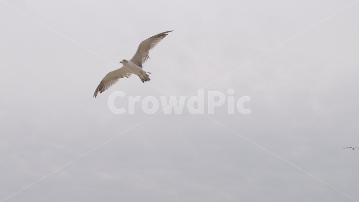 갈매기,새,seagull,비행,하늘,bird,동물,animal,조류,새,birds