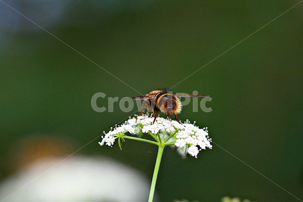 곤충,벌레,자연,야외,공원,동물,animal,곤충,벌레,insect,bug