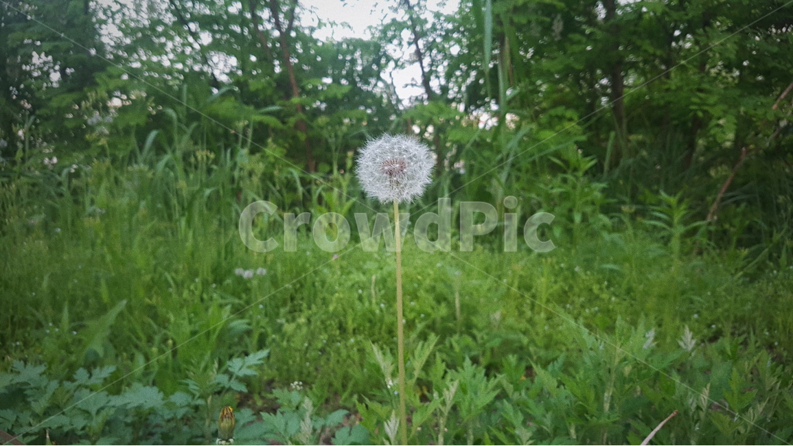초록색,민들레,식물,풍경,감성,식물,자연,plants,nature,꽃,flower