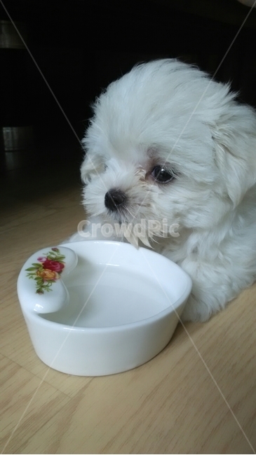 강아지,귀여운,물마시는,말티즈,마르티스,동물,animal,포유류,mammal,개,강아지,dog,doggy