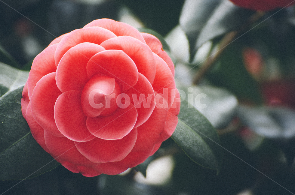 동백,꽃,빨간색,그누구보다도당신을사랑합니다,동백꽃,식물,자연,plants,nature,꽃,flower